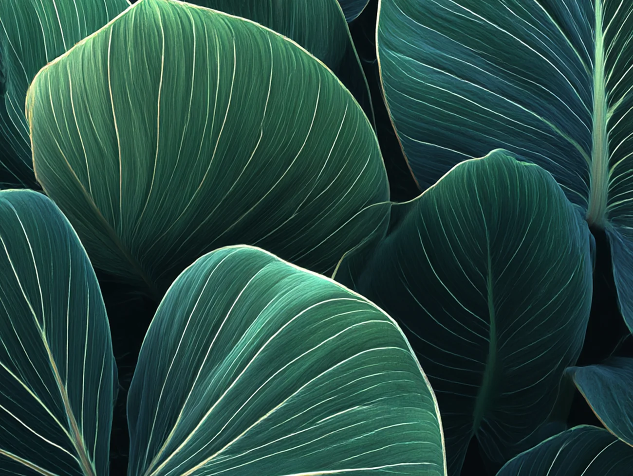 Crystal Anthurium