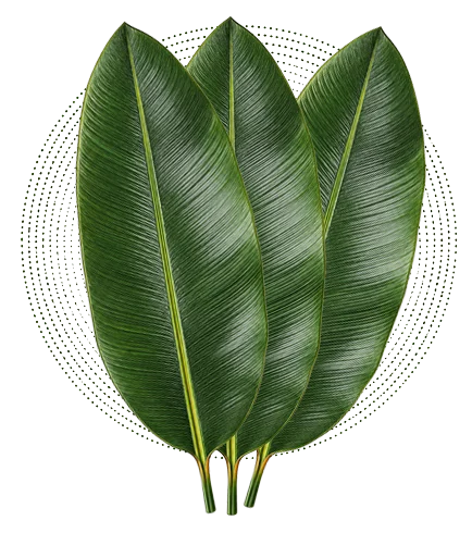 Strelitzia Reginae