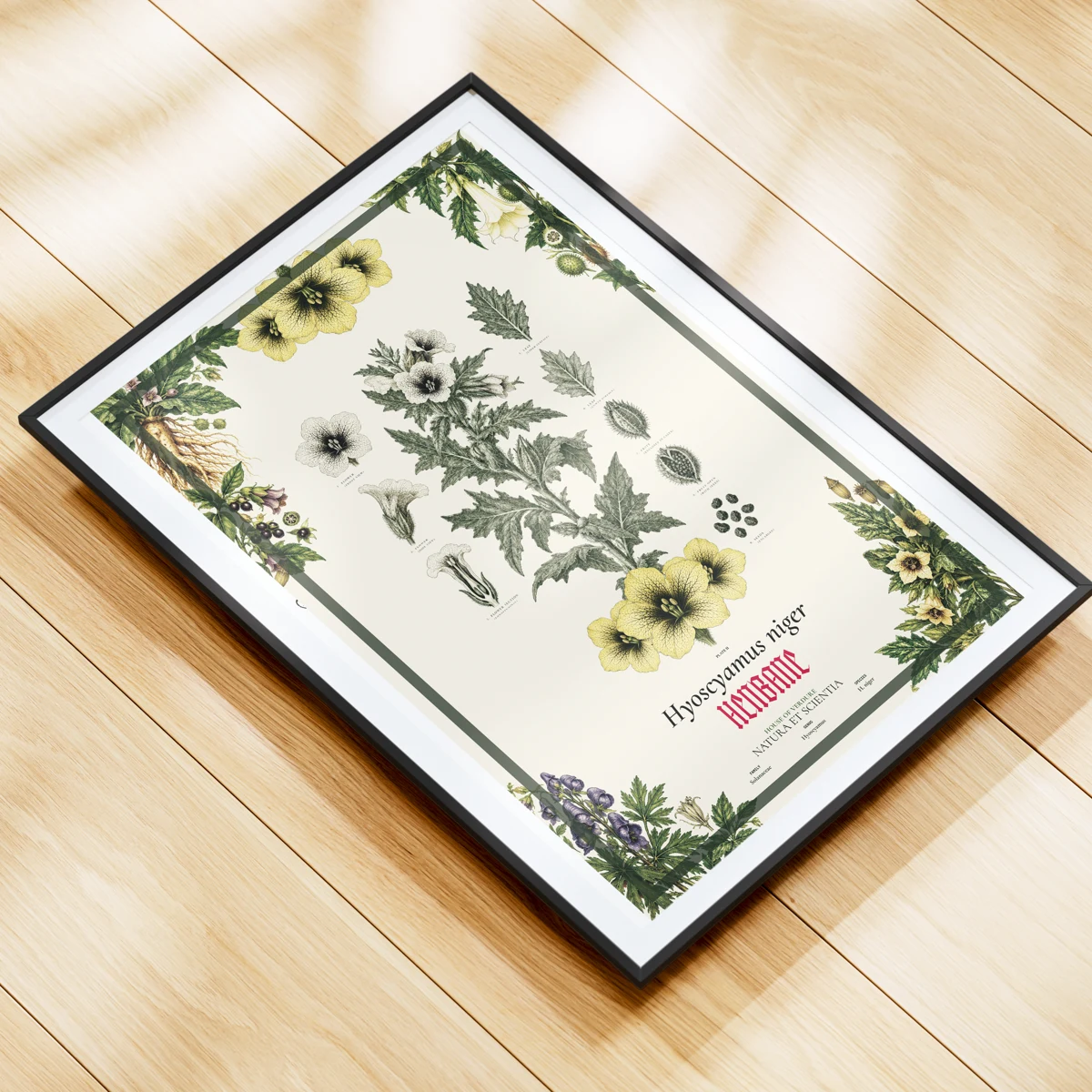 Henbane (Hyoscyamus niger) botanical illustration print, The Midnight Garden