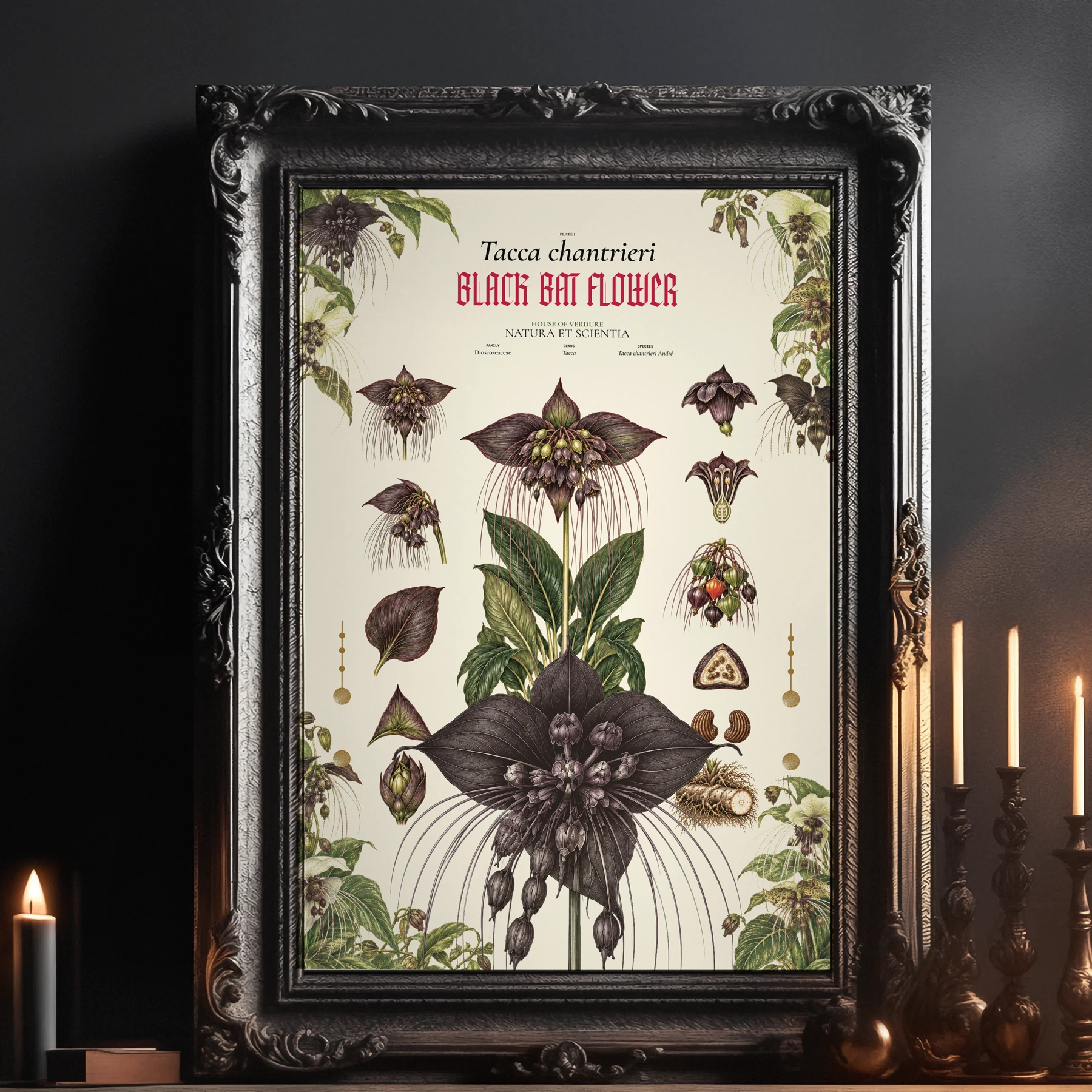Black Bat Flower (Tacca chantrieri) botanical illustration print, The Midnight Garden