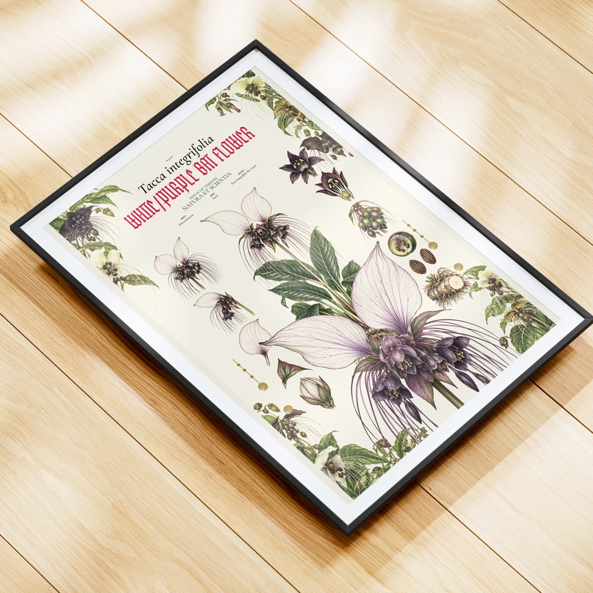 White Bat Flower (Tacca integrifolia) botanical illustration print, The Midnight Garden